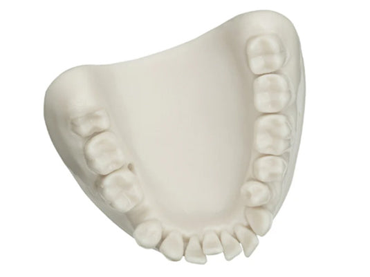 Tepe Model TePe Dental Model – Clinical Research Dental